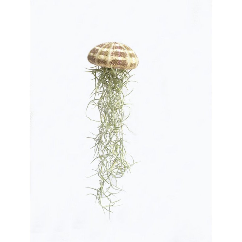 ZAYA x Airplantshop - Leteća meduza s pravim kaktusom