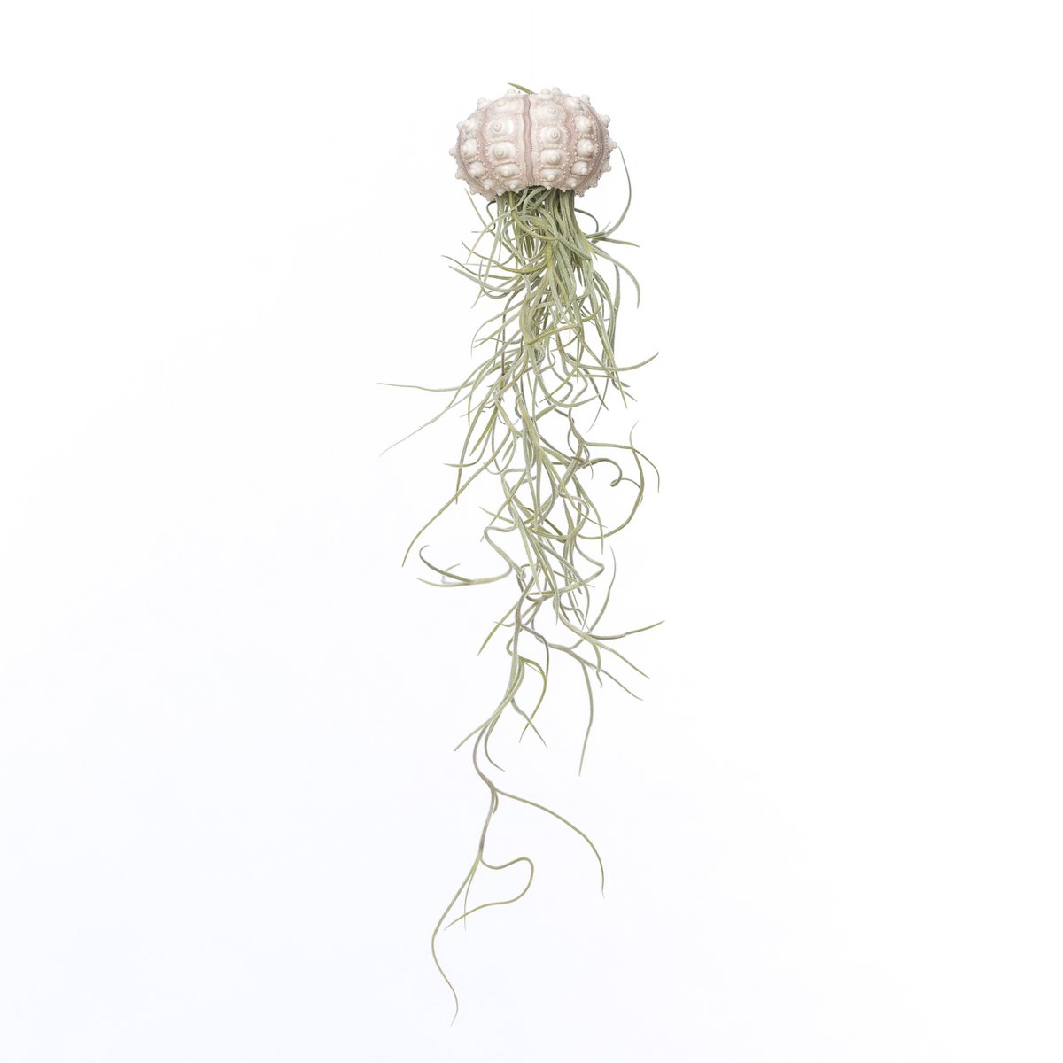 ZAYA x Airplantshop - Leteća meduza s pravim kaktusom